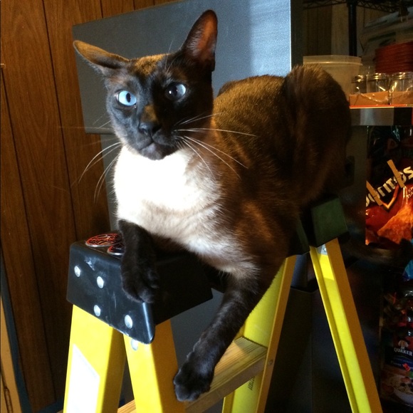 Hi, I’m Jamie, and these are our 5 fur-babies! - Picture 5 of 8